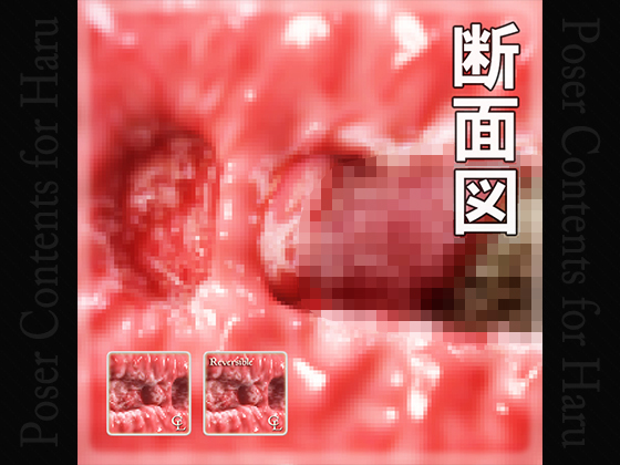 Sectional View of Vaginal for Haru By Choco