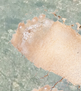 [ENG Sub] Growing Huge from an App on a Phone on the Ground By Translators Unite